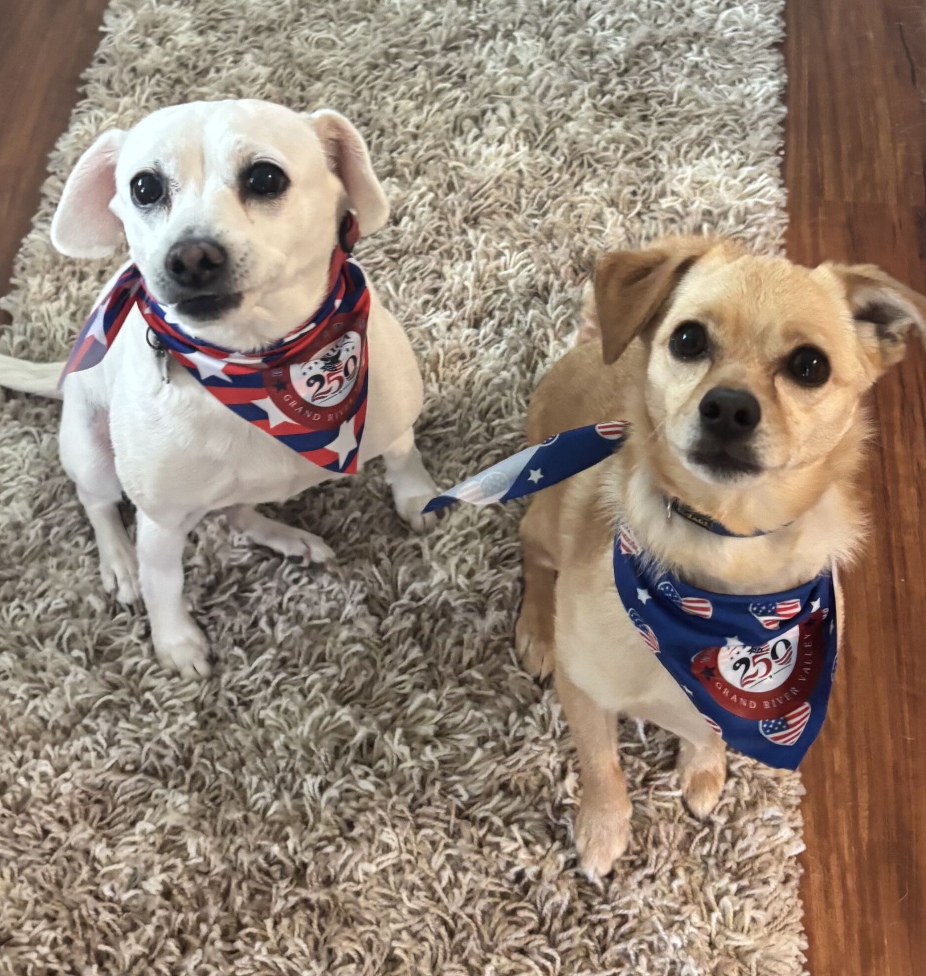 no-dogs-allowed-the-ohio-supreme-court-weighs-in